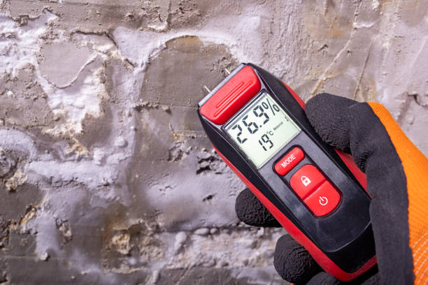 Best Black Mold Removal  in Fox Chase, PA