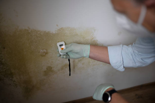 Best Attic Mold Removal  in Fox Chase, PA