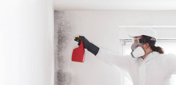 Best Certified Mold Removal  in Fox Chase, PA