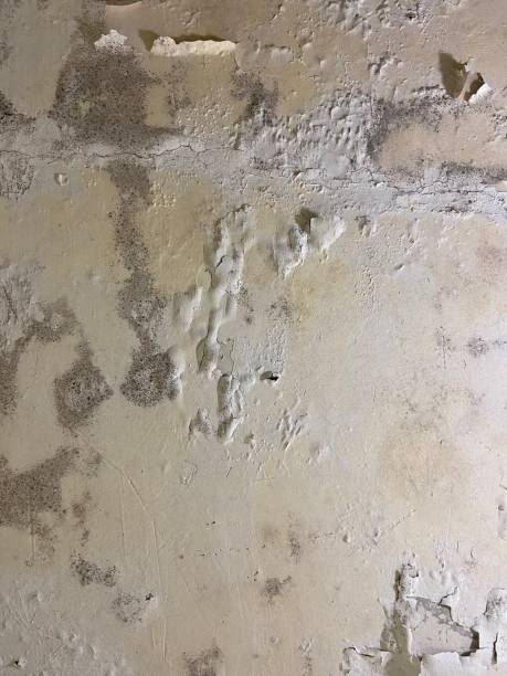 Best Mold Testing  in Fox Chase, PA