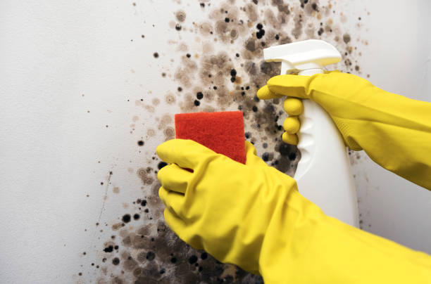 Best Mold Removal Process  in Fox Chase, PA