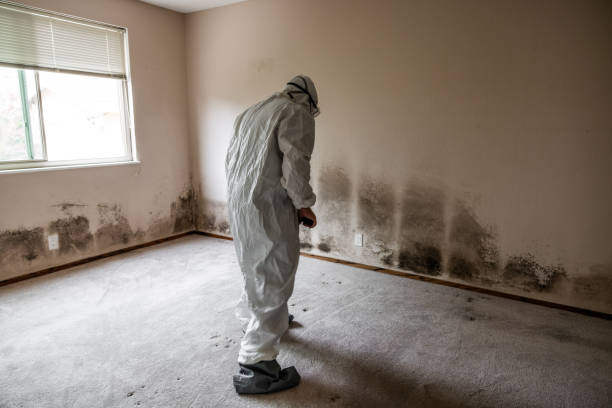 Best Mold Damage Repair  in Fox Chase, PA