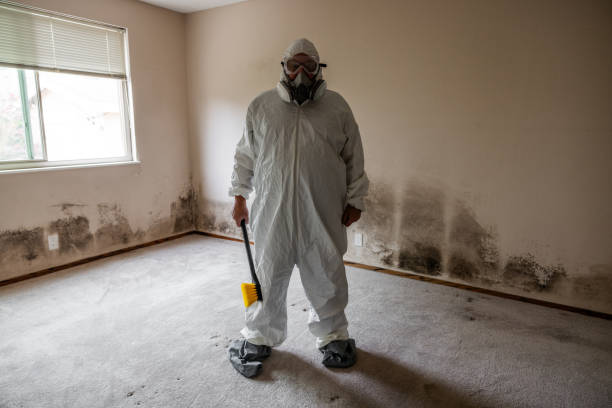 Certified Mold Removal in Fox Chase, PA