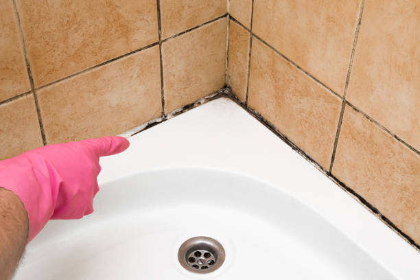 Best Mold Cleaning Services  in Fox Chase, PA