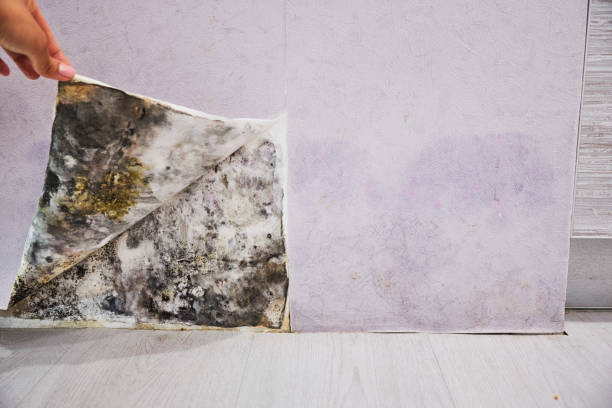 Best Affordable Mold Removal  in Fox Chase, PA